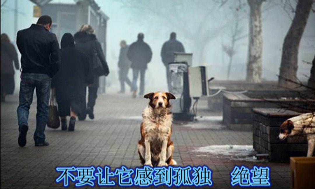 武清武清爱影圈微博微信转发案例